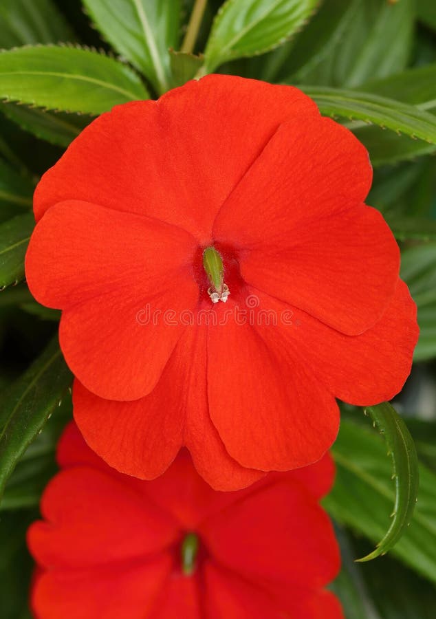 Flor De Jardín Rojo Impatiens Walleriana Imagen de archivo - Imagen de  oferta, impatizantes: 197933075