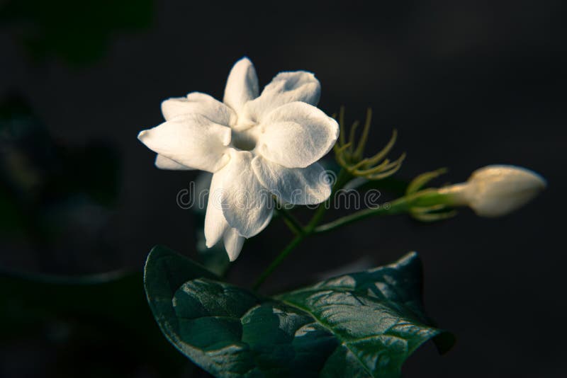 Flor De Jasmim Branca Exótica Na árvore Foto de Stock - Imagem de grupo,  verde: 220809512