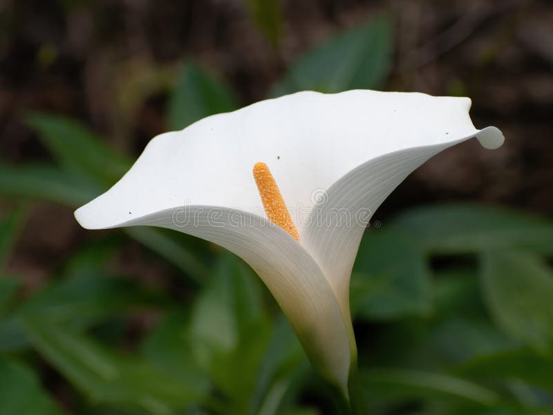Flor De Kala Blanca Creciendo Silvestre En Parque Imagen de archivo -  Imagen de anual, delicado: 189948413
