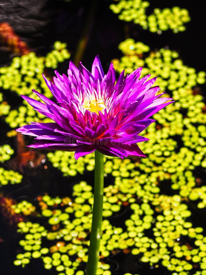 Fim Cor-de-rosa Exótico Da Flor De Lótus Acima Foto de Stock - Imagem de botânica, foco: 102095004 Fim Cor-de-rosa Exótico Da Flor De Lótus Acima Foto de Stock - Imagem de botânica, foco: 102095004
