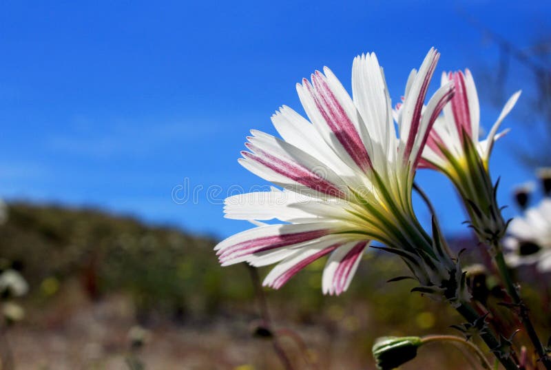 Flor de la achicoria del desierto, parque de estado del desierto de Anza Borrego imagen de archivo Flor de la achicoria del desierto, parque de estado del desierto de Anza Borrego imagen de archivo