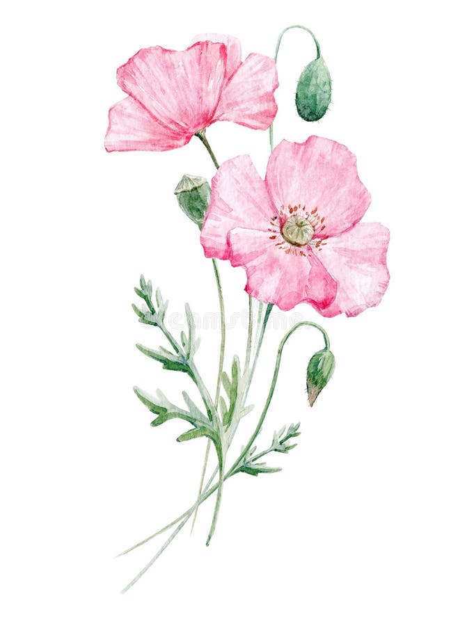 Flor de la amapola de la acuarela ilustración del vector Flor de la amapola de la acuarela ilustración del vector