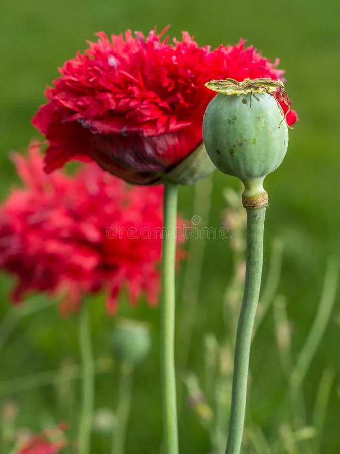 Flor de la amapola de opio imagen de archivo. Imagen de prado - 75843277