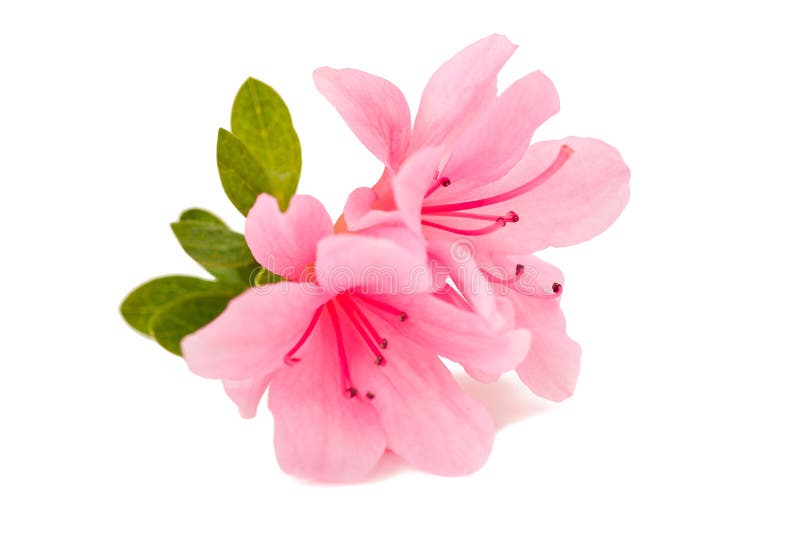 Flor de la azalea foto de archivo. Imagen de flor, blanco - 31126252