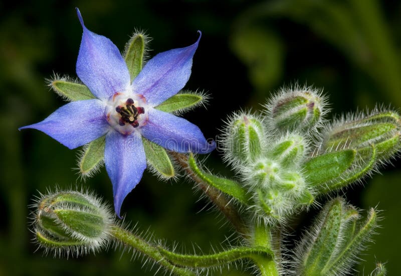 Close-up or Borage (Starflower), a European plant sometimes used in salads. It has a flavor similar to that of cucumber. Close-up or Borage (Starflower), a European plant sometimes used in salads. It has a flavor similar to that of cucumber.
