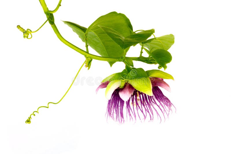 Flor de la fruta de la pasión fotografía de archivo libre de regalías Flor de la fruta de la pasión fotografía de archivo libre de regalías