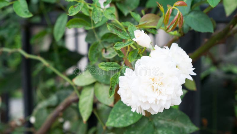 Flor de la gardenia imagen de archivo. Imagen de cubo - 71176819
