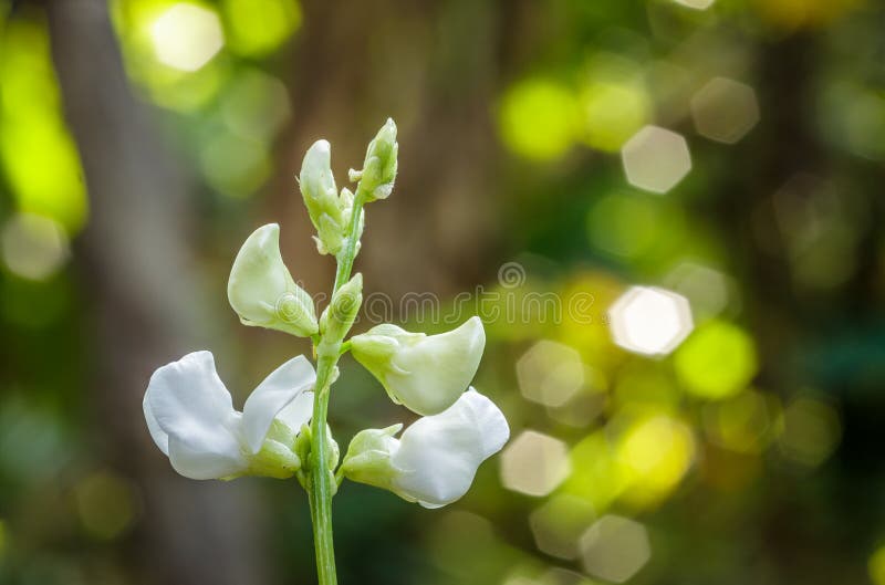 Flor de la haba blanca en jardín. imágenes de archivo libres de regalías Flor de la haba blanca en jardín. imágenes de archivo libres de regalías