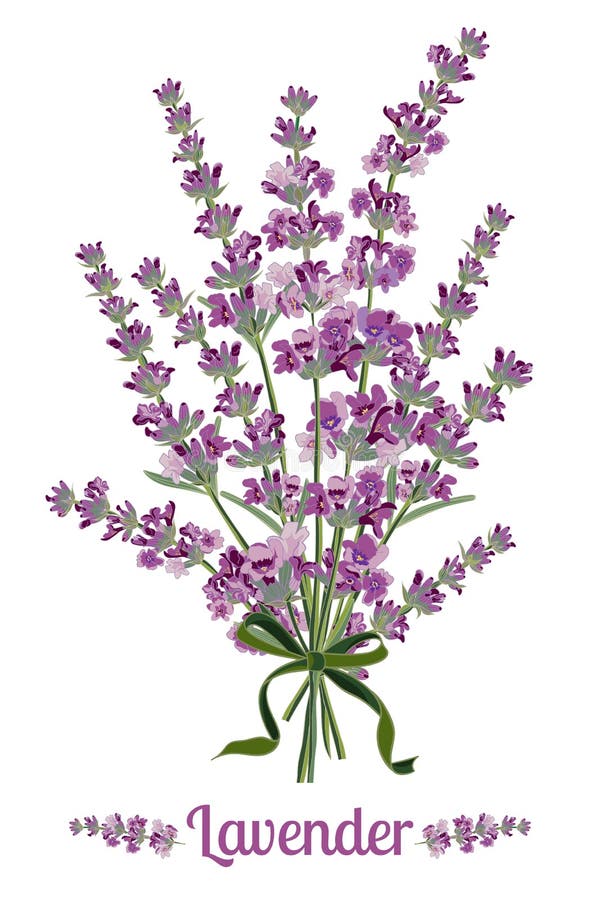 Flor de la lavanda en el fondo blanco Ejemplo colorido del vintage ilustración del vector Flor de la lavanda en el fondo blanco Ejemplo colorido del vintage ilustración del vector