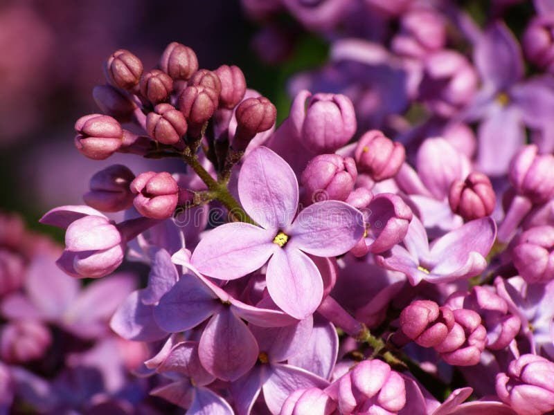 Flor de la lila foto de archivo. Imagen de estacional - 2445872
