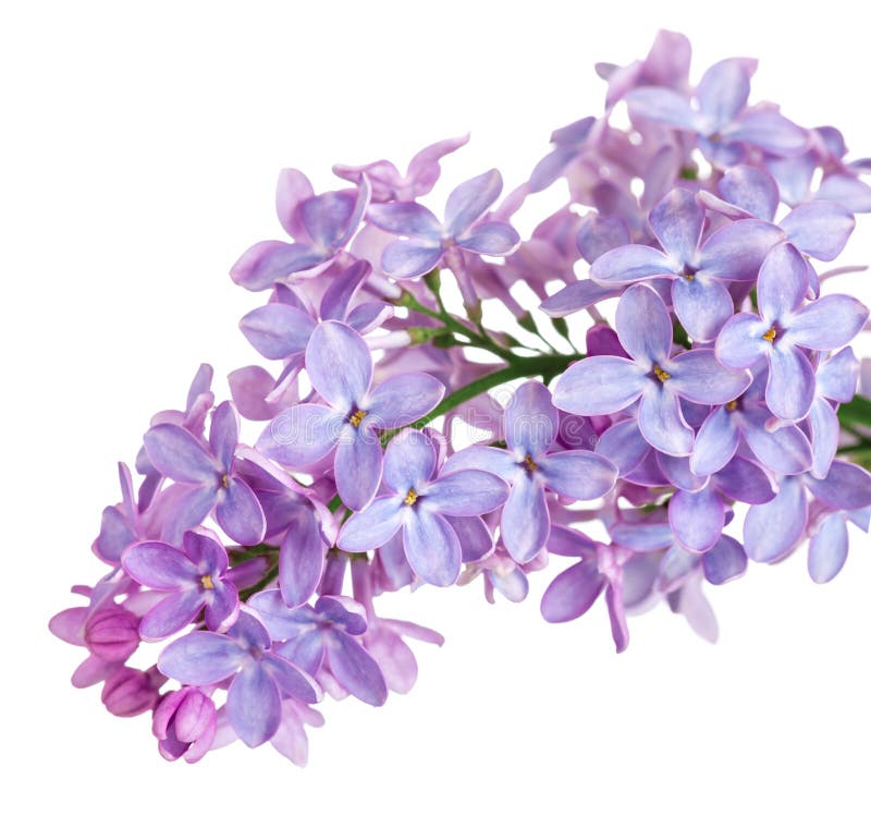 Flor de la lila imagen de archivo. Imagen de flora, planta - 40627491