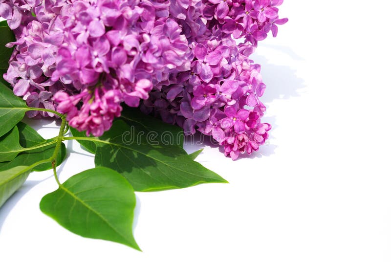 Flor de la lila foto de archivo. Imagen de hoja, blanco - 6411096