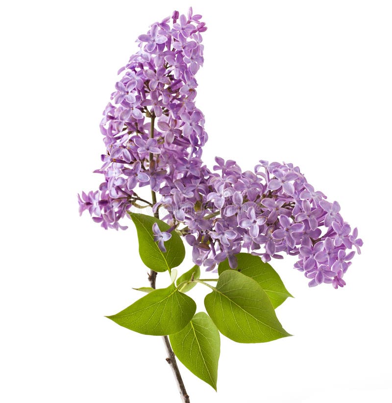 Flor de la lila en blanco imagen de archivo. Imagen de violeta - 74274055