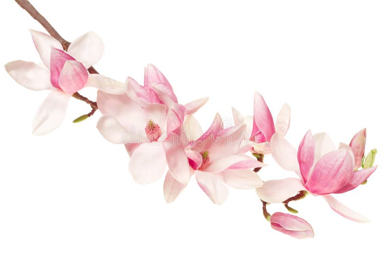 Flor de la magnolia, rama de la primavera en blanco fotos de archivo libres de regalías Flor de la magnolia, rama de la primavera en blanco fotos de archivo libres de regalías