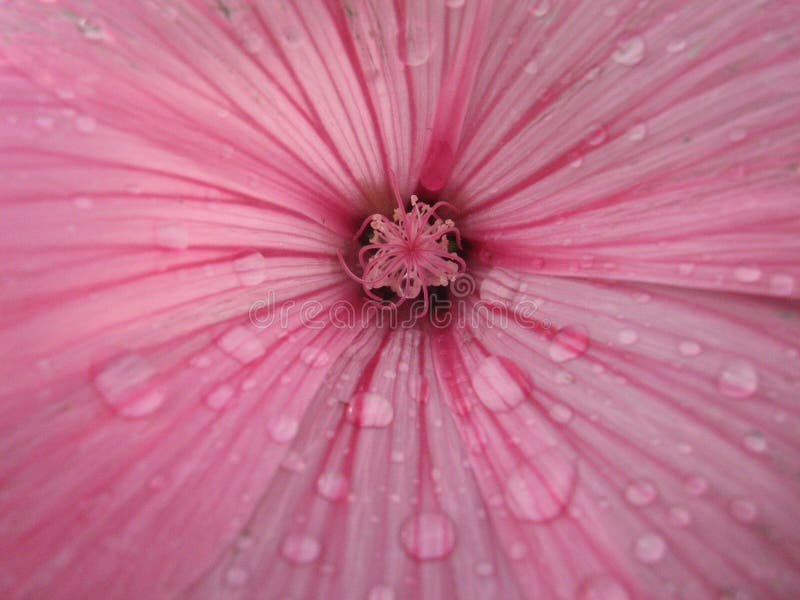 Flor de la malva - macro Lavatera Flor hermosa Planta de jardín imágenes de archivo libres de regalías Flor de la malva - macro Lavatera Flor hermosa Planta de jardín imágenes de archivo libres de regalías