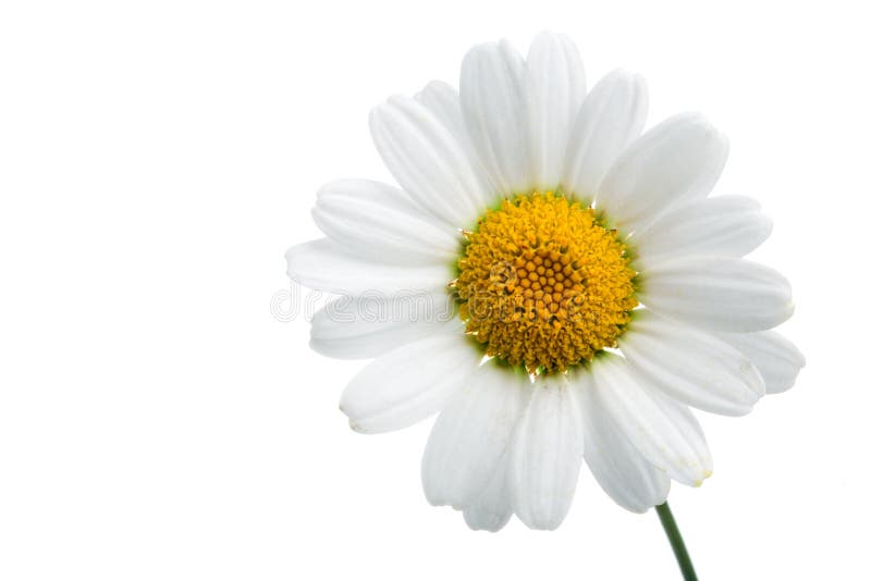 Flor de la manzanilla imagen de archivo. Imagen de frescura - 6956221