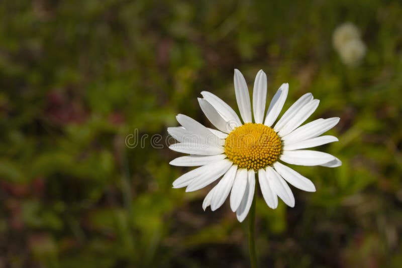 Flor de la manzanilla de la margarita, fondo del papel pintado del primer Centro amarillo de los pétalos de la margarita blanca d foto de archivo Flor de la manzanilla de la margarita, fondo del papel pintado del primer Centro amarillo de los pétalos de la margarita blanca d foto de archivo