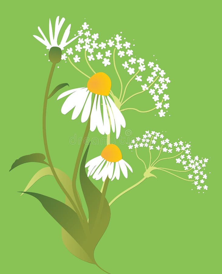 Sistema Del Emoji Del Icono De La Manzanilla De La Margarita Blanca