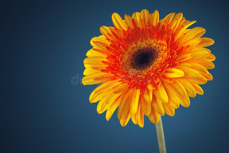 Flor de la margarita del Gerbera en fondo azul fotos de archivo libres de regalías Flor de la margarita del Gerbera en fondo azul fotos de archivo libres de regalías