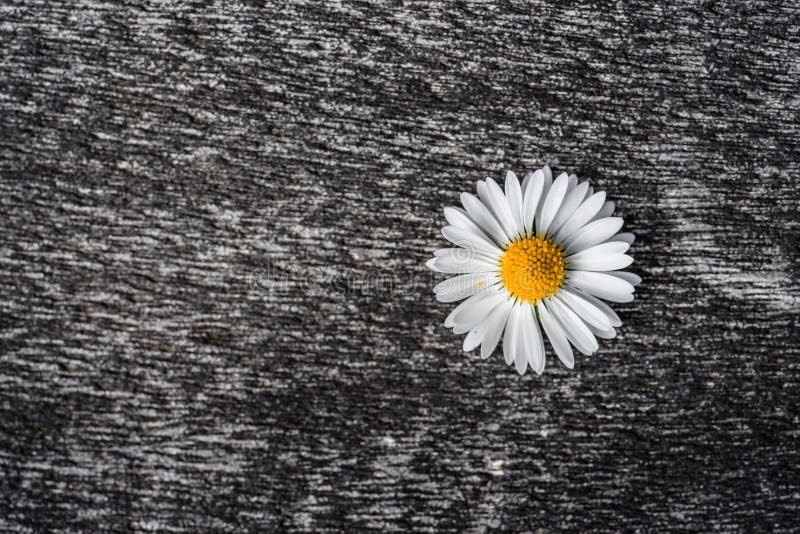 Flor de la margarita en una superficie áspera imagen de archivo Flor de la margarita en una superficie áspera imagen de archivo