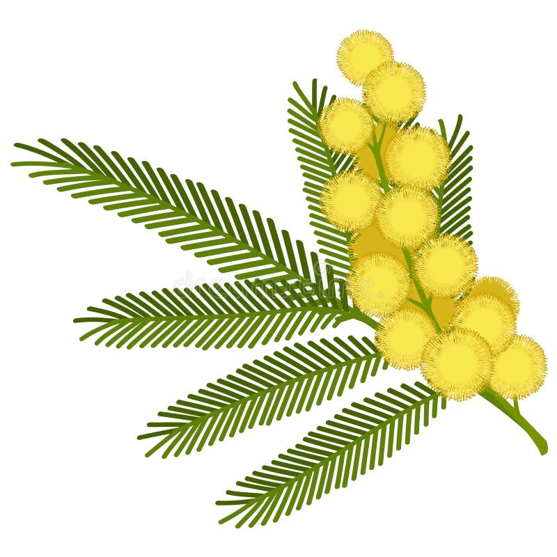 Flor de la mimosa ilustración del vector Flor de la mimosa ilustración del vector