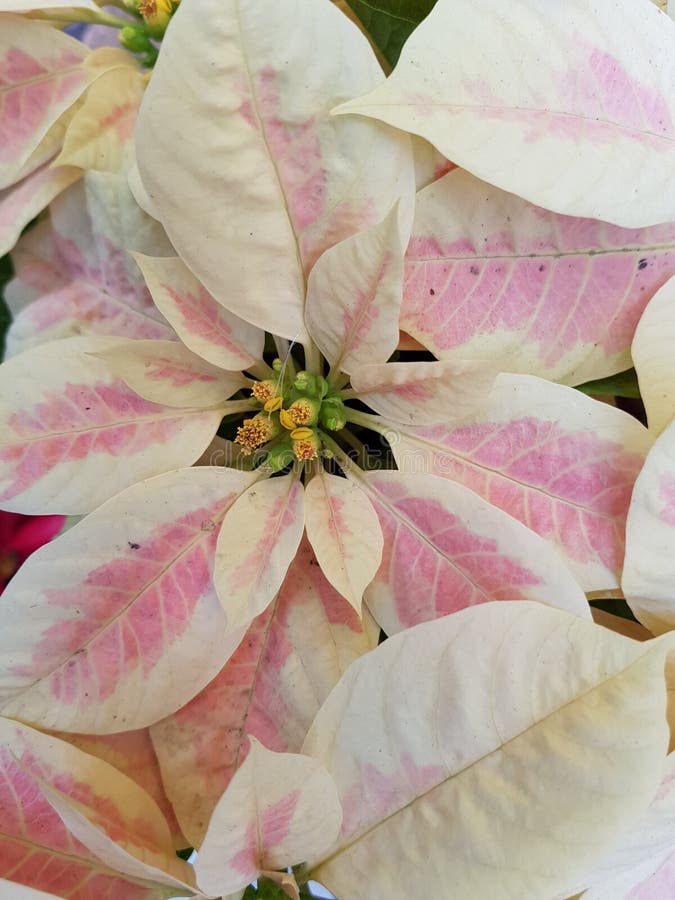 Flor De La Nochebuena De Los Colores Claros Foto de archivo - Imagen de  colores, cubo: 106010880