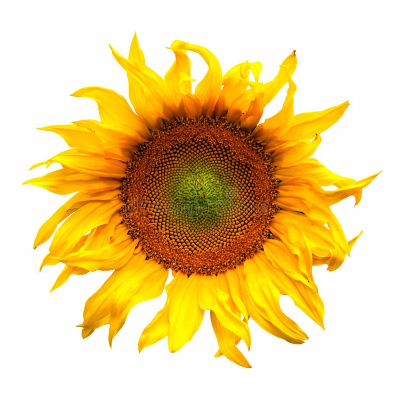 Flor de la planta de la flor del girasol aislado en blanco fotos de archivo libres de regalías Flor de la planta de la flor del girasol aislado en blanco fotos de archivo libres de regalías