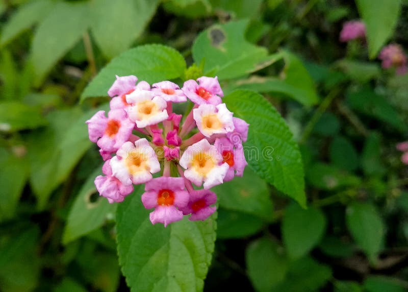 Lantana camara common lantana is a species of flowering plant within the verbena family , native to the American tropics. It is a very adaptable species, which can inhabit a wide variety of ecosystems; once it has been introduced into a habitat it spreads rapidly; between 45ºN and 45ºS and more than 1400m in altitude.

It has spread from its native Central and South America to around 50 countries, where it has become an invasive species. It first spread out of the Americas when it was brought to Europe by Dutch explorers and cultivated widely, soon spreading further into Asia and Oceania where it has established itself as a notorious weed, and in Goa it was introduced by the Portuguese. Lantana camara common lantana is a species of flowering plant within the verbena family , native to the American tropics. It is a very adaptable species, which can inhabit a wide variety of ecosystems; once it has been introduced into a habitat it spreads rapidly; between 45ºN and 45ºS and more than 1400m in altitude.

It has spread from its native Central and South America to around 50 countries, where it has become an invasive species. It first spread out of the Americas when it was brought to Europe by Dutch explorers and cultivated widely, soon spreading further into Asia and Oceania where it has established itself as a notorious weed, and in Goa it was introduced by the Portuguese.