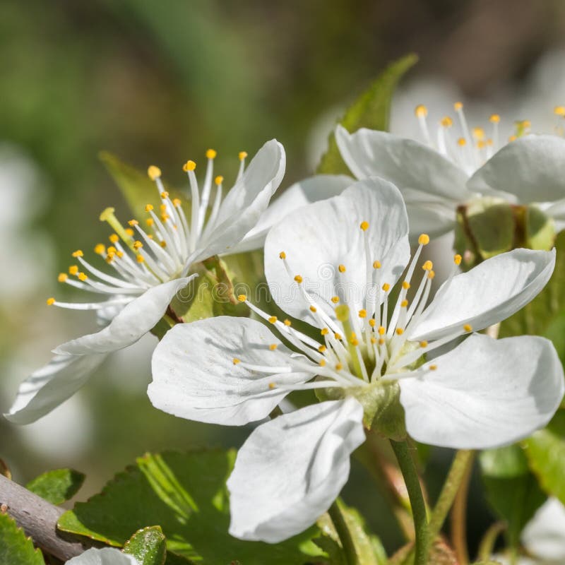 Flor de la primavera del cerezo con los elementos agradables foto de archivo Flor de la primavera del cerezo con los elementos agradables foto de archivo
