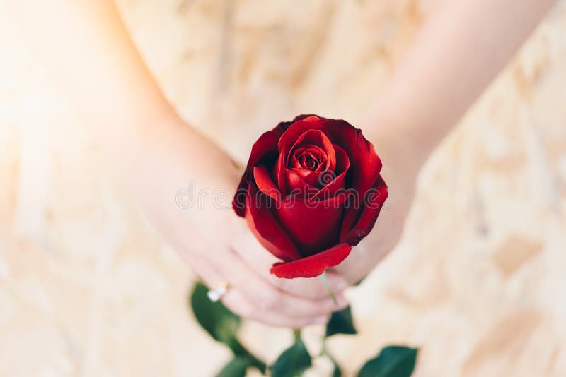 Flor de la rosa del rojo con la mano humana en día del ` s de la tarjeta del día de San Valentín imagen de archivo libre de regalías Flor de la rosa del rojo con la mano humana en día del ` s de la tarjeta del día de San Valentín imagen de archivo libre de regalías