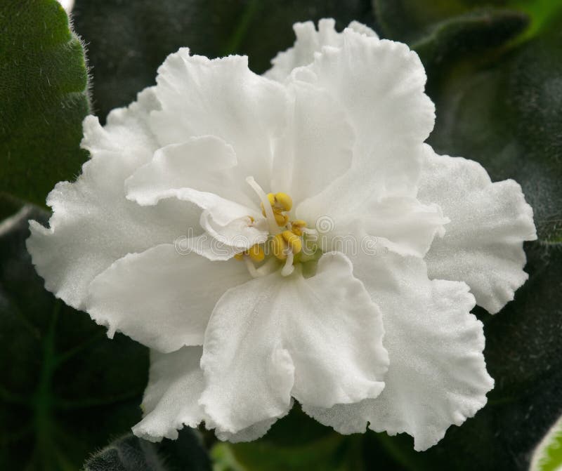 Flor de la violeta blanca imagen de archivo. Imagen de color - 67205291