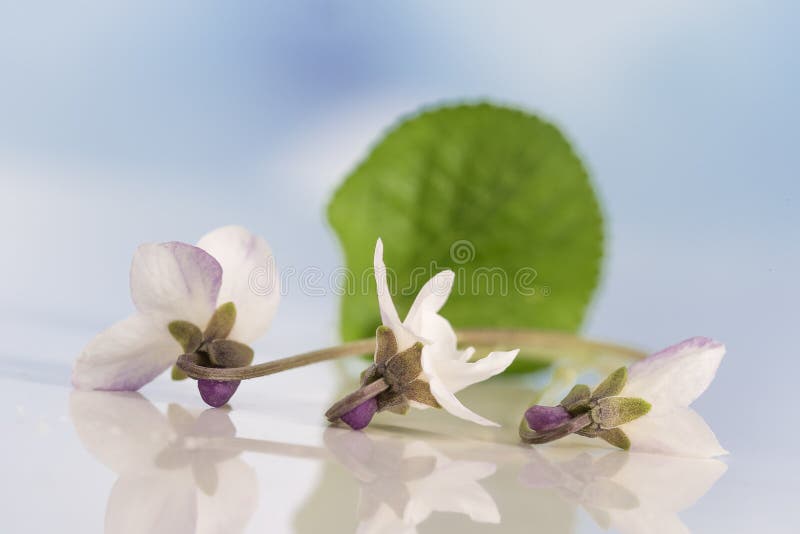 Flor De La Violeta Blanca, Detalle Nombre Científico: Odorata De La Viola I  Foto de archivo - Imagen de cubo, verde: 89593462