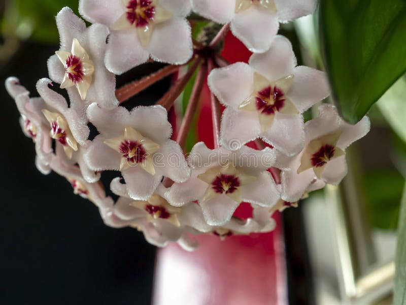Flor De Lar Com O Nome Latino De Hoya Carnosa Zona De Foco Estreito Imagem de Stock - Imagem de botânica, fresco: 217258975 Flor De Lar Com O Nome Latino De Hoya Carnosa Zona De Foco Estreito Imagem de Stock - Imagem de botânica, fresco: 217258975