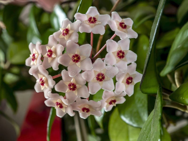 Flor De Lar Com O Nome Latino De Hoya Carnosa Zona De Foco Estreito Imagem de Stock - Imagem de pétala, beleza: 217596655 Flor De Lar Com O Nome Latino De Hoya Carnosa Zona De Foco Estreito Imagem de Stock - Imagem de pétala, beleza: 217596655