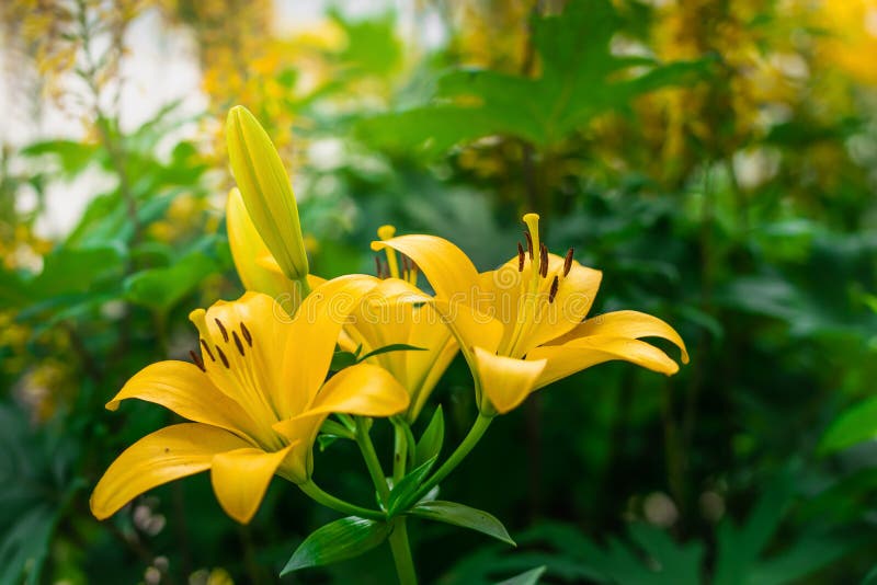 Flor de lirio amarillo foto de archivo. Imagen de fondo - 162643182