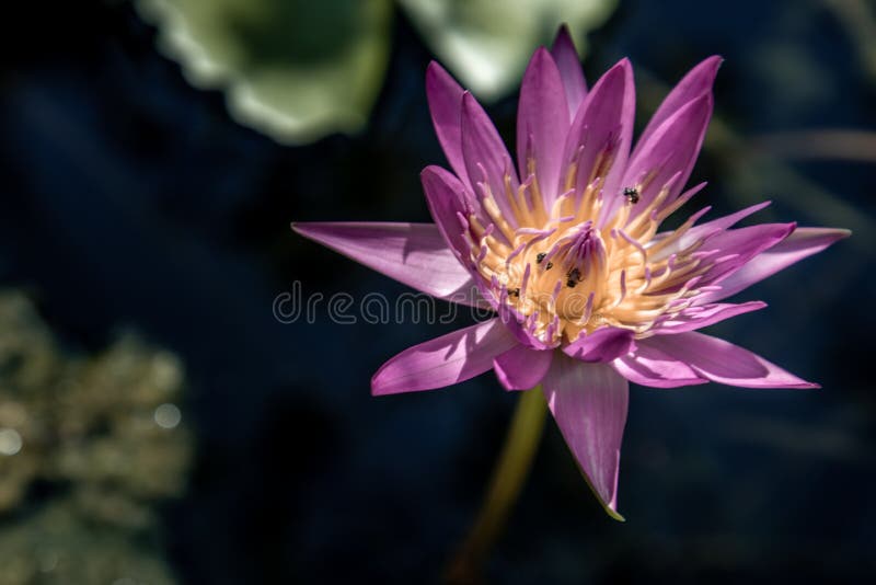 Blooming light purple fancy waterlily or lotus flower with a little bees and flys inside of lotus, copy space. Blooming light purple fancy waterlily or lotus flower with a little bees and flys inside of lotus, copy space