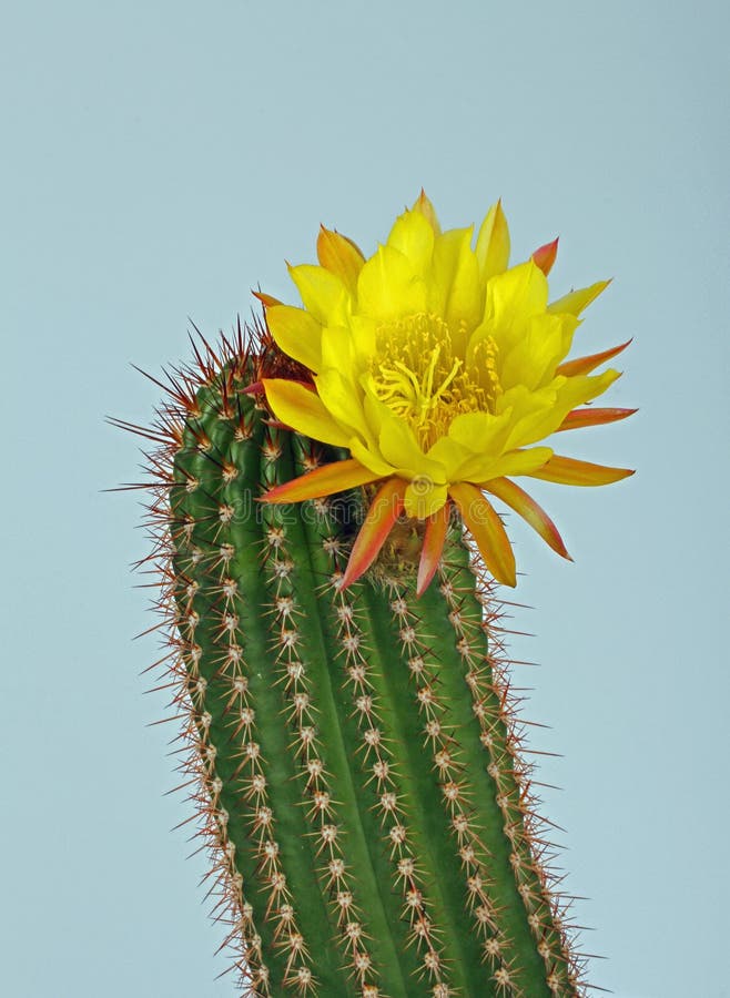 Flor de los cactos foto de archivo. Imagen de macro, flor - 26187704