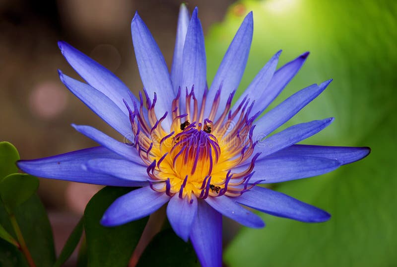 Close up blue lotus flower and bees. Close up blue lotus flower and bees