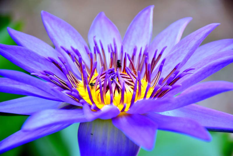 Flor de loto azul fotografía de archivo