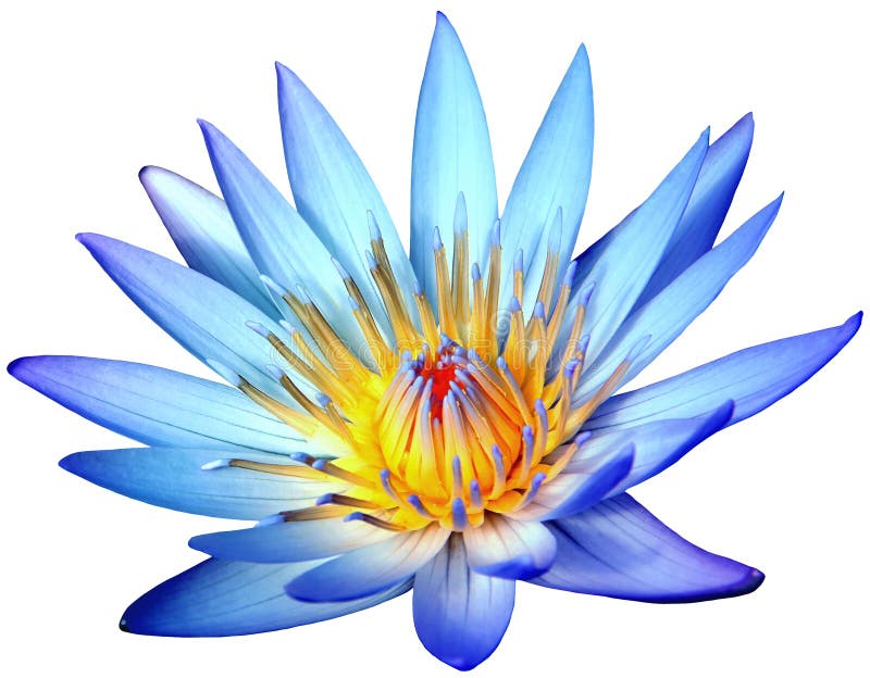 Flor de loto azul floreciente aislada en el fondo blanco fotografía de archivo