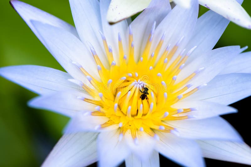 Closeup lotus flower with bee swarms. Closeup lotus flower with bee swarms