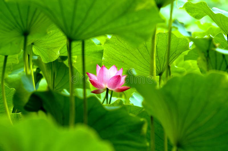 Flor de loto floreciente