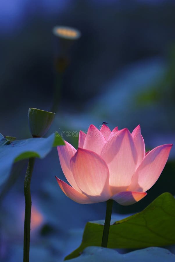 A pink lotus looks like a light,and a bee stay on it's petal in the morning. A pink lotus looks like a light,and a bee stay on it's petal in the morning.