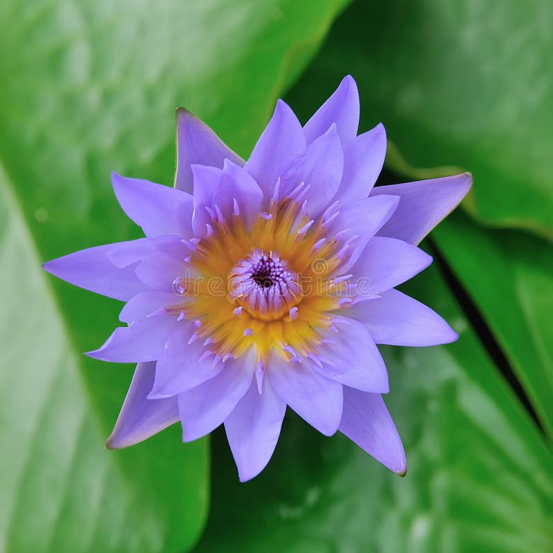 Purple lotus flower on the river,Thailand. Purple lotus flower on the river,Thailand