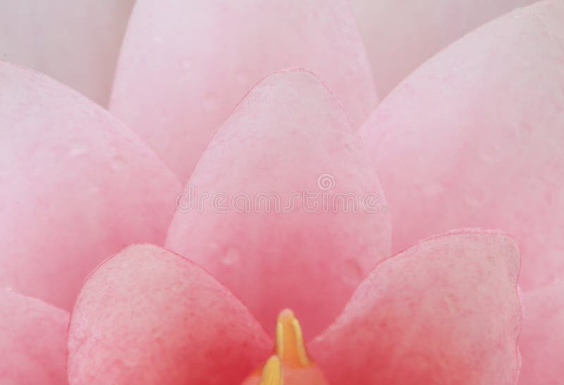 Macro close up petal pink lotus flower. Macro close up petal pink lotus flower.