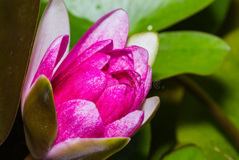 Close up of pink lotus flower. Close up of pink lotus flower