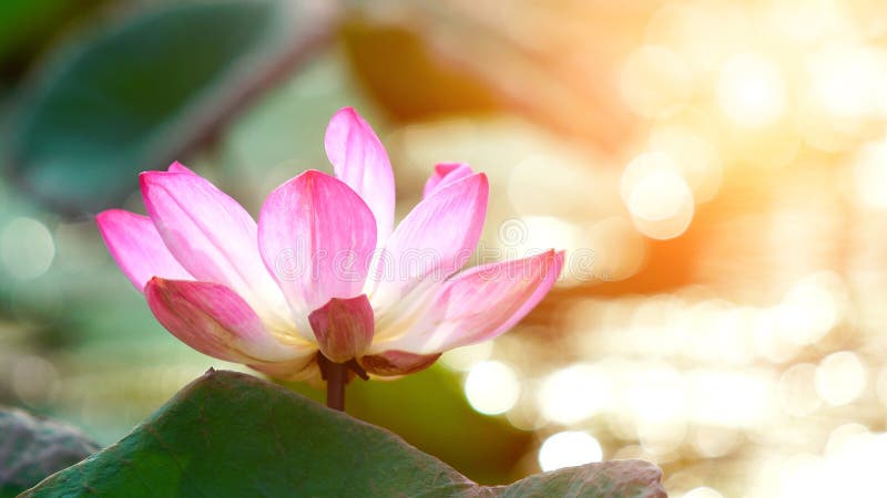 Beautiful pink bloom lotus flower in water pond garden decoration (Lotus used to worship). Beautiful pink bloom lotus flower in water pond garden decoration (Lotus used to worship)