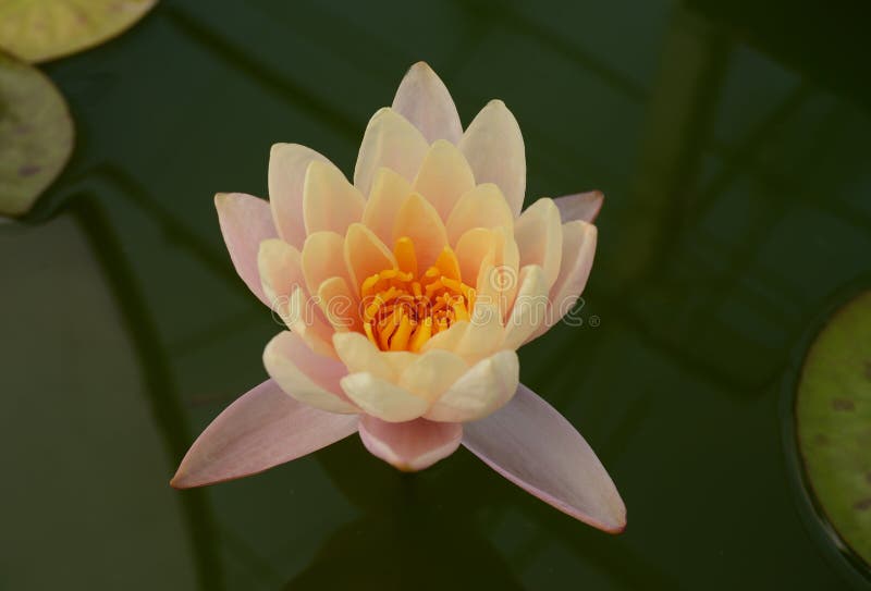 Flor de loto rosada, rosa dulce waterlily imagen de archivo Flor de loto rosada, rosa dulce waterlily imagen de archivo