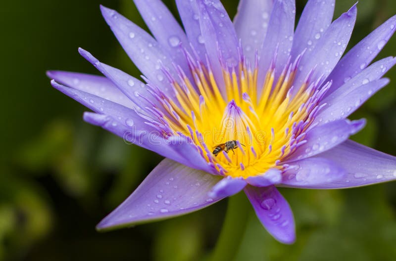 Lotus blossom with bee inside Taken 2014 June 26. Lotus blossom with bee inside Taken 2014 June 26