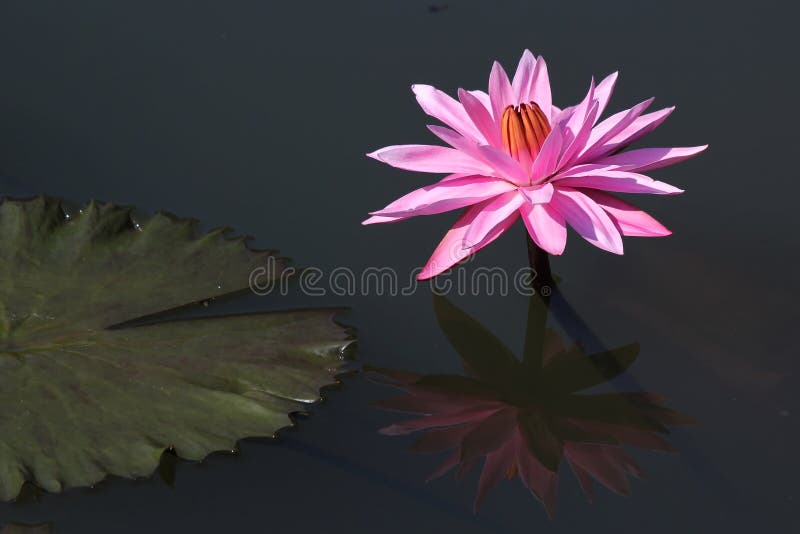 Beautiful lotus flower with reflection. Beautiful lotus flower with reflection